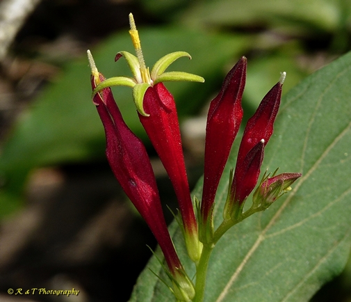 {Spigelia marilandica}